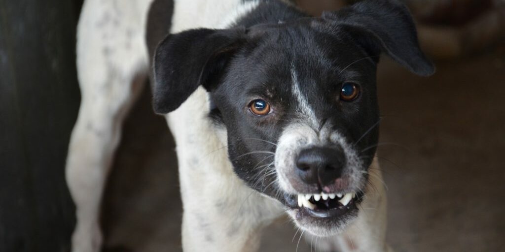 Ataques de perros